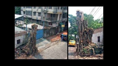 50-year-old banyan tree hacked sans proper papers