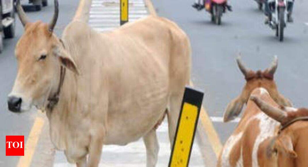 India's new livestock census to begin on October 1, mobile app to be