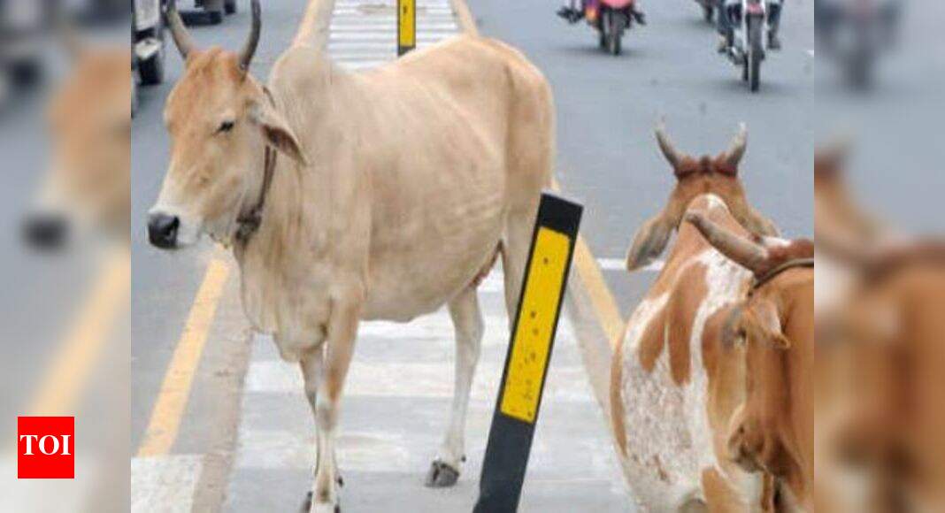 India's new livestock census to begin on October 1, mobile app to be
