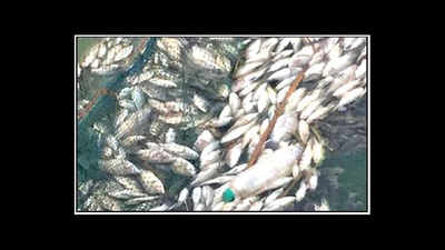 1k fish die in Kalkere Lake, residents blame sewage