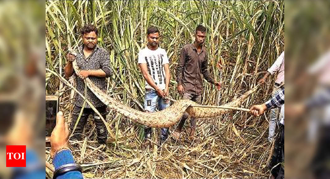 30 snakes caught in month in Panchkula | Chandigarh News - Times of India