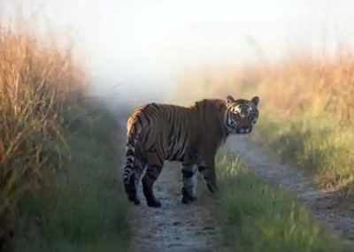 CBI files PE to probe tiger deaths and poaching cases in Uttarakhand