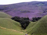 Spectacular photos of Neelakurinji flowers that bloomed after 12 years