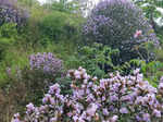 Spectacular photos of Neelakurinji flowers that bloomed after 12 years