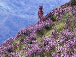 Spectacular photos of Neelakurinji flowers that bloomed after 12 years