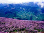 Spectacular photos of Neelakurinji flowers that bloomed after 12 years