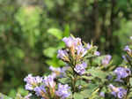 Spectacular photos of Neelakurinji flowers that bloomed after 12 years