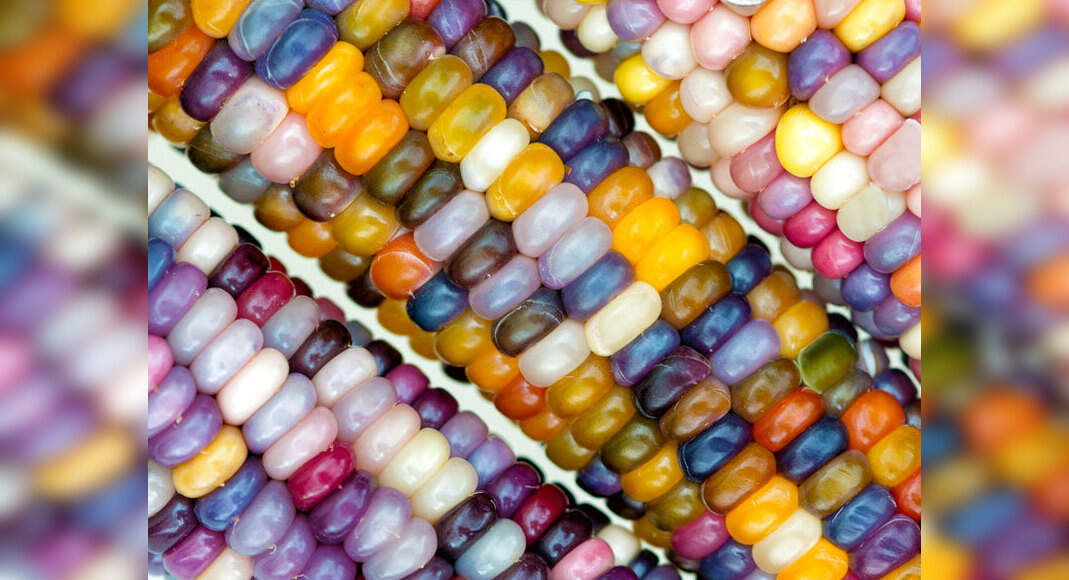 rainbow corn price