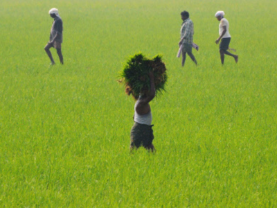 Centre hikes MSP of all 6 rabi crops, procurement to begin before 2019 LS  polls | India News - Times of India