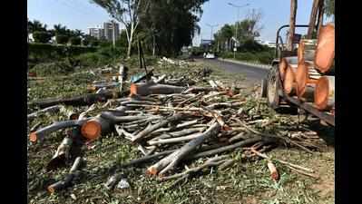 Flawed method: Loss of trees to infra projects may be permanent green voids