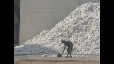 Conflict of interest probe into 'illegal' cotton seed biz