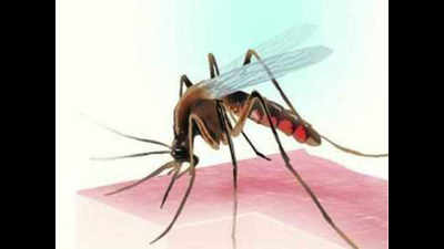 Dengue grips Patiala with 625 cases