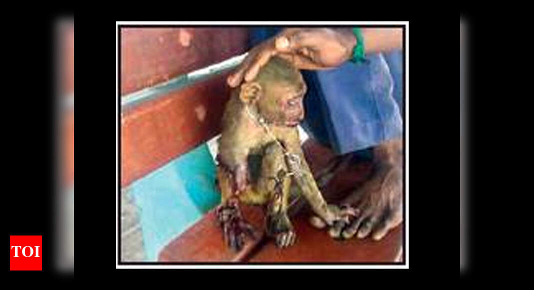 Female monkey suffers electric shock at railway station, rescued ...