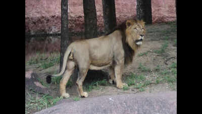 Lion, dad to 26 cubs, dies at Hyderabad zoo | Hyderabad News ...