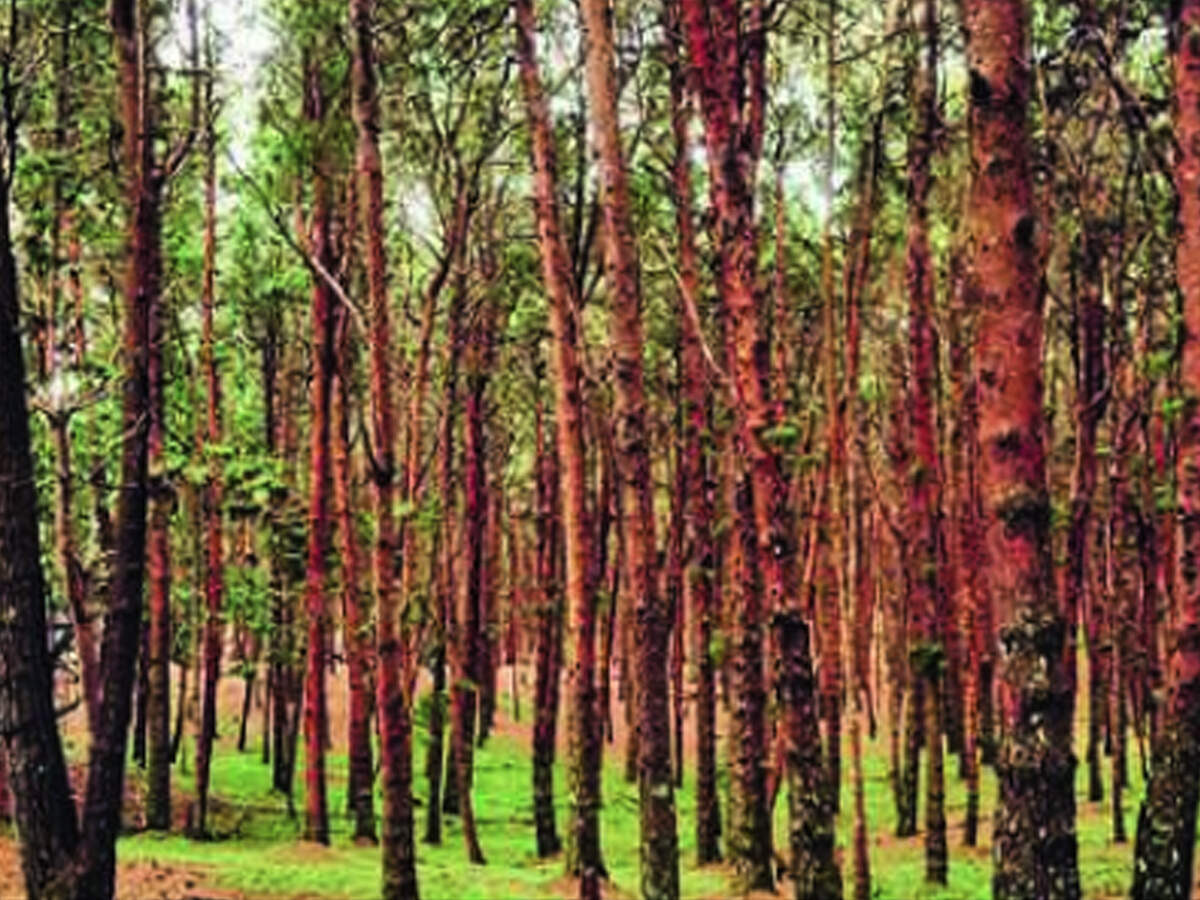 Dehradun Musk Scented Perfume From Pine Needles Dehradun News Times Of India Dehradun Musk Scented Perfume From Pine Needles Dehradun News Times Of India