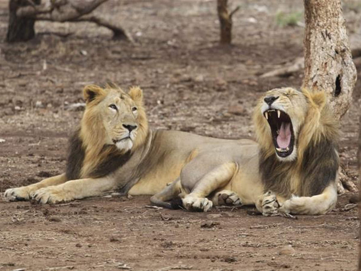 Virus Which Wiped Out 30 Lion Population In E Africa Responsible For Gir Big Cat Deaths Icmr Niv India News Times Of India