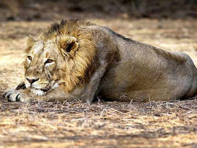Lions' deaths: Vaccine against CDV infection arrives at Gujarat's Gir