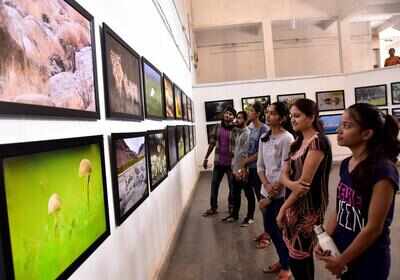 Amateurs wow with wide range of wildlife photographs | Nagpur News - Times of India Amateurs wow with wide range of wildlife photographs | Nagpur News - Times of India