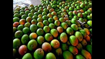 Konkan Alphonso, king of mangoes, gets GI tag