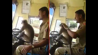 Karnataka: Bus driver allows monkey to get behind wheels