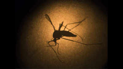 Bihar: Alert sounded over Zika virus after Siwan youth tests positive in Jaipur