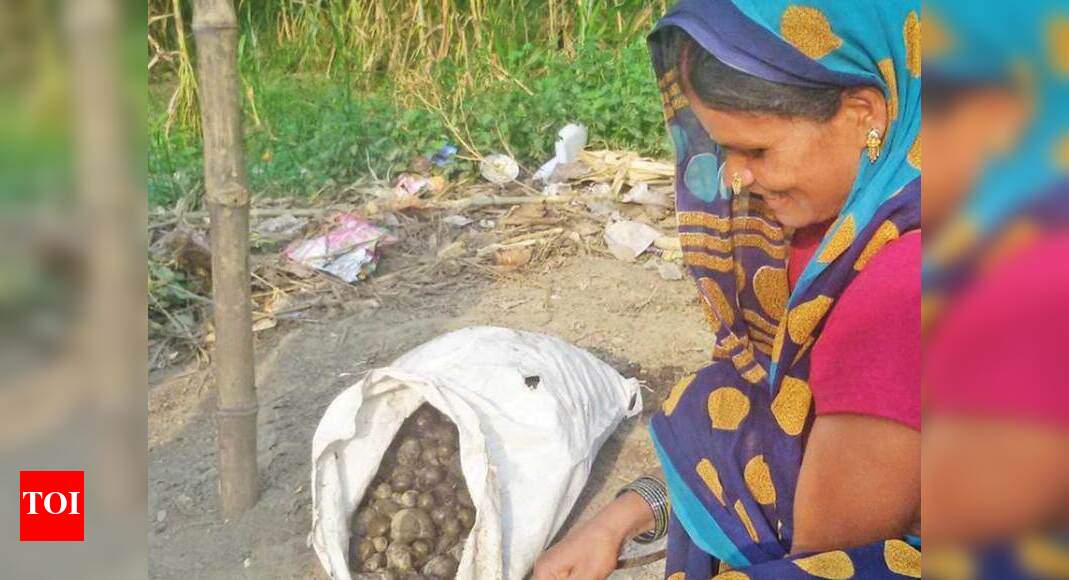 Uttar Pradesh: In UP, rat-eating Musahars battle starvation, death ...
