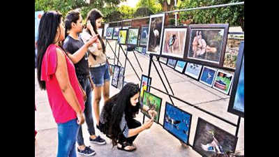 Visitors flock to Sukhna exhibition on avifauna
