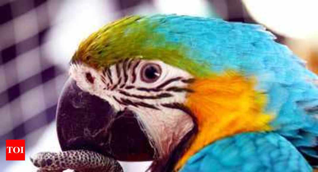 Exotic birds, animals seized from two Chennai houses | Chennai News ...