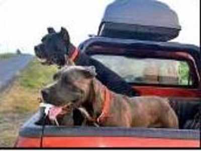 Jyoti Randhawa To Lead Team Of Dogs In Hunt For Maneater