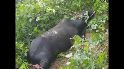 Meerut: Bull goes on rampage, kills commuter, injures 4