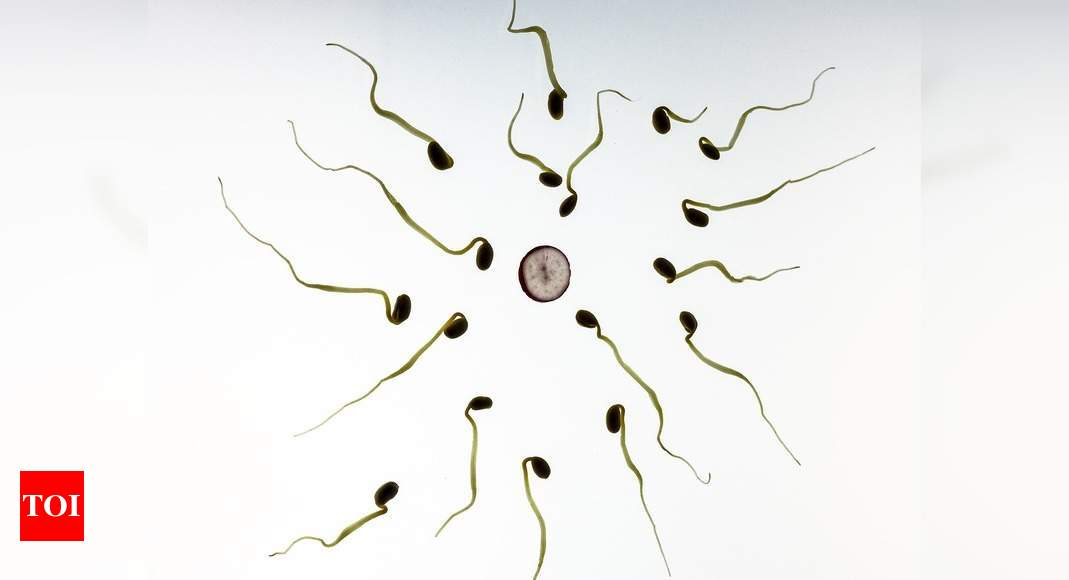 Bad sperm could wipe out humans - Times of India