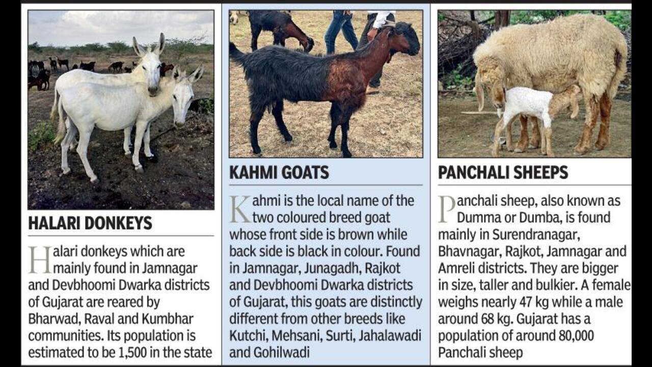 Jinsi shimlardagi eng seksual eshak