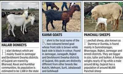 Three Gujarat breeds get national recognition | Vadodara News - Times of  India