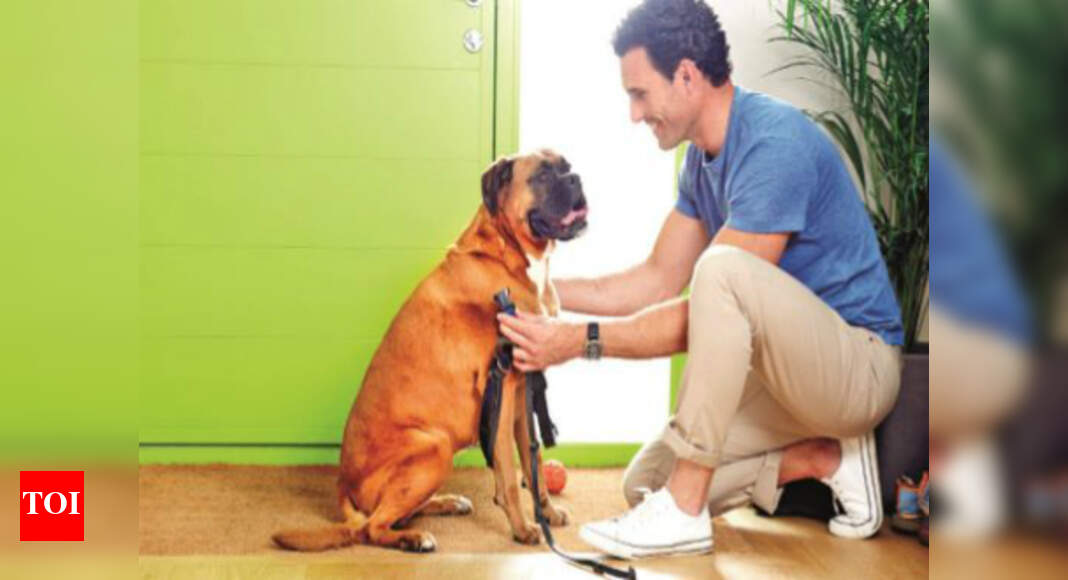 How to teach your dog to be calm around visitors Times of India