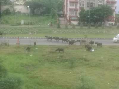 Cattle Grazing New Town