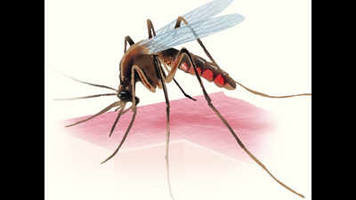 40 dengue cases in 10 days raises alarm
