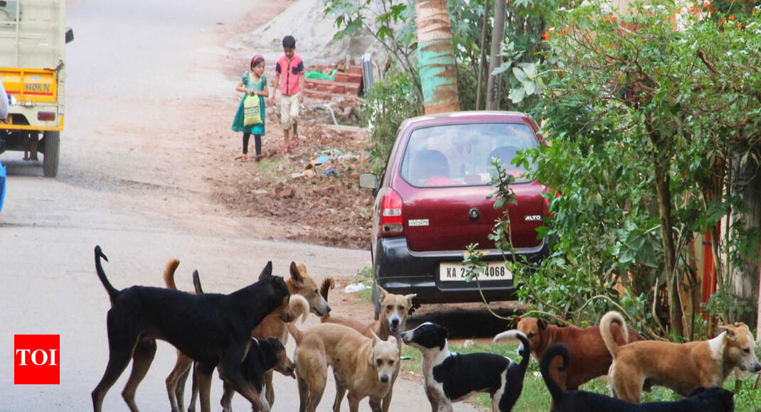 March against stray dogs is ‘only a publicity stunt’ Gurgaon News