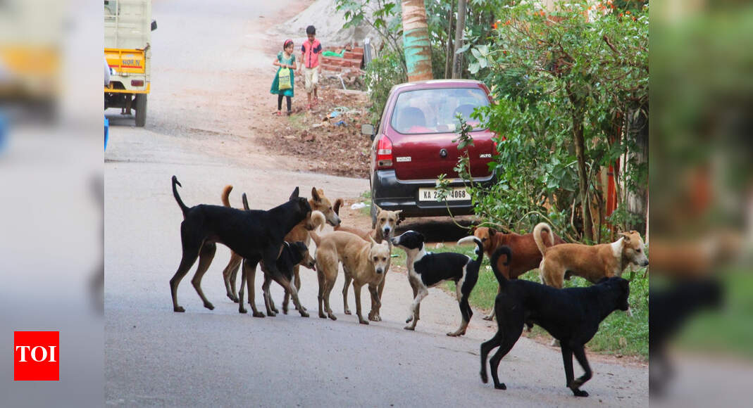 March against stray dogs is ‘only a publicity stunt’ Gurgaon News