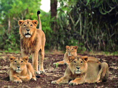 Meet the warriors who helped save the Asiatic lions of Gir