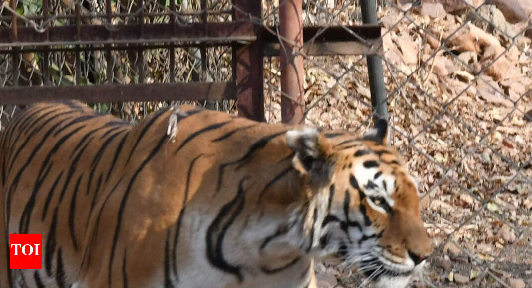 Study identifies 567 barriers in 30 tiger corridors in Central India ...