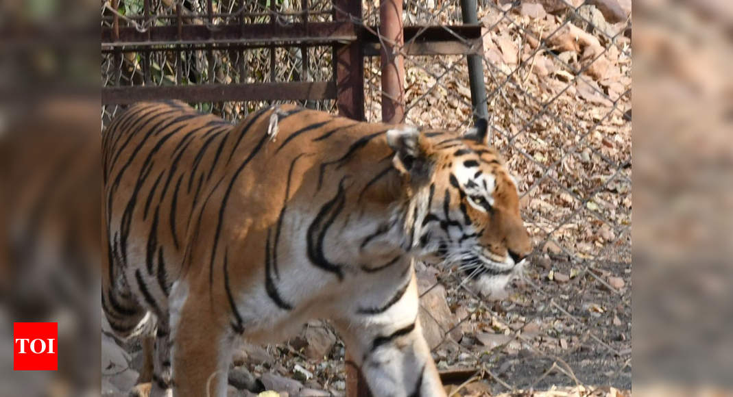 Study identifies 567 barriers in 30 tiger corridors in Central India ...