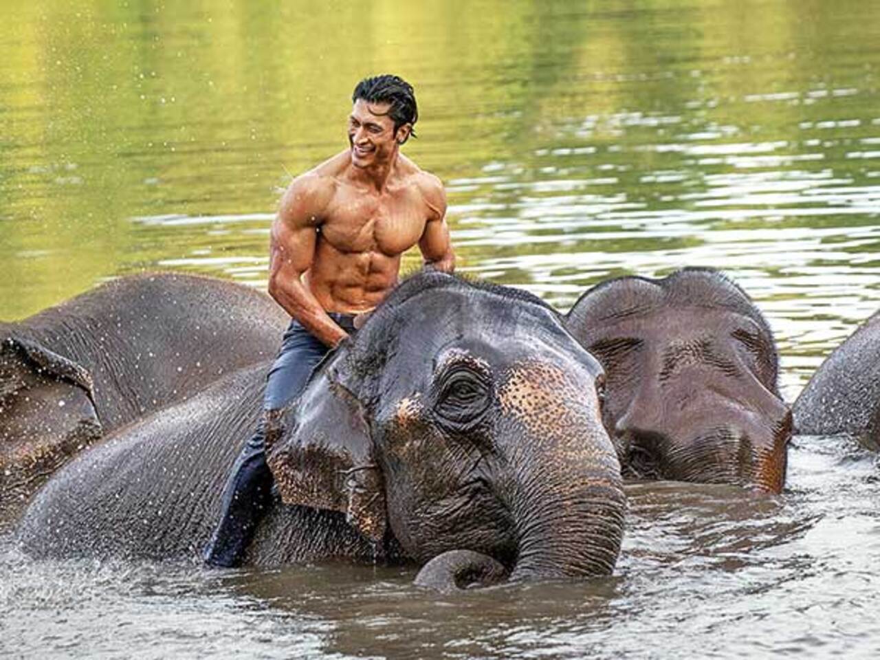 Get ready for jumbo-sized fun with Vidyut Jammwal's Junglee | Hindi Movie  News - Times of India
