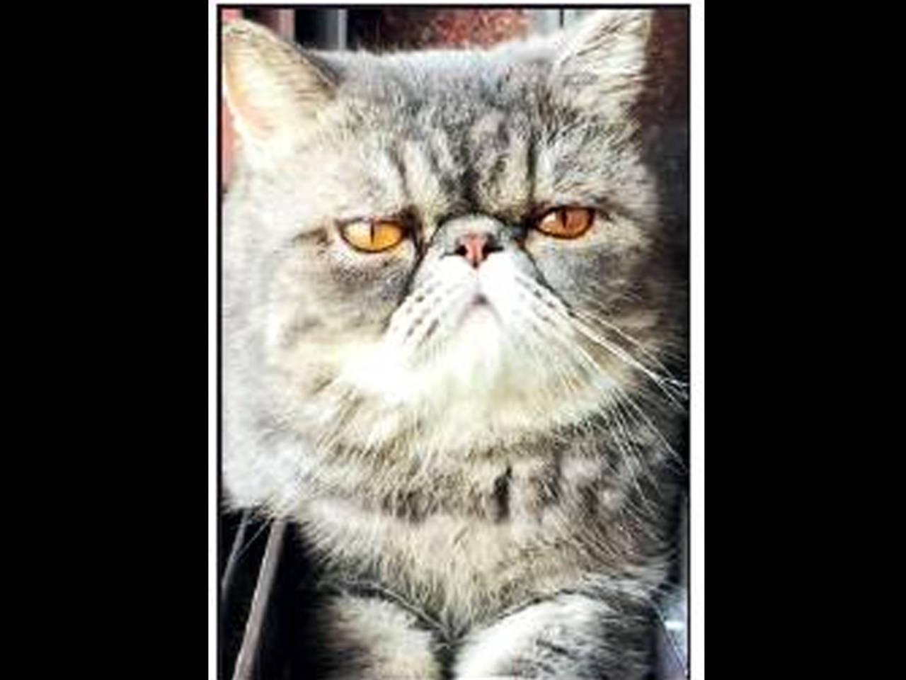 Mumbai family files case against two vets after Persian cat's death | Mumbai  News - Times of India