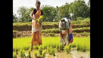 Despite rains, basmati output likely to rise