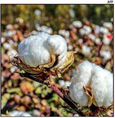 Eat your shirt: Edible cotton coming soon