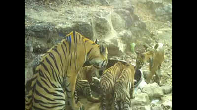 Maharashtra: Tigress raising five cubs in a 'non-tiger' zone