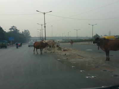 Permanent cattle fair