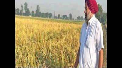 Farmers in ‘model’ Punjab village don’t burn crop stubble, plough it back into soil