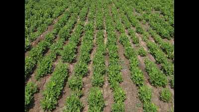 Rajkot Farmers uproot groundnut crop | Rajkot News - Times of India