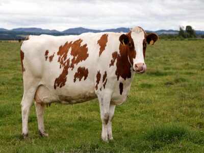 Ponda council ropes in welfare group to tackle stray cattle | Goa News - Times of India Ponda council ropes in welfare group to tackle stray cattle | Goa News - Times of India